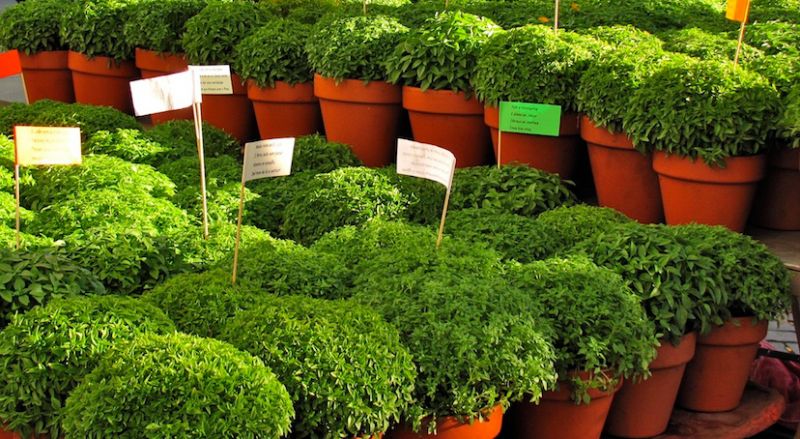 4 novas receitas para experimentar no Santo António