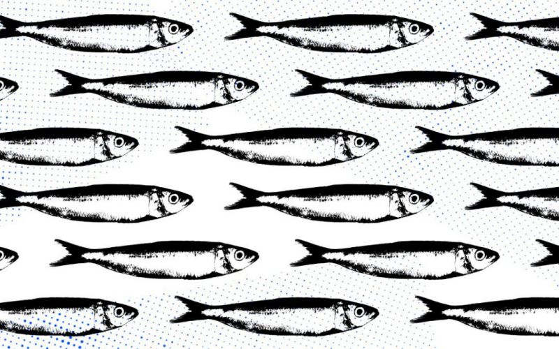 Concurso de Sardinhas – PASE