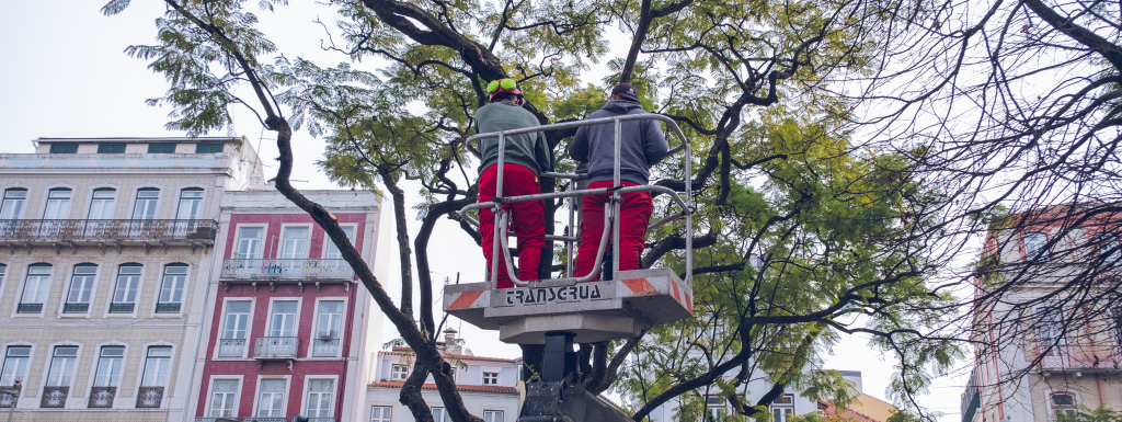 Ação de Podas na Rua da Esperança e na Avenida D.Carlos I
